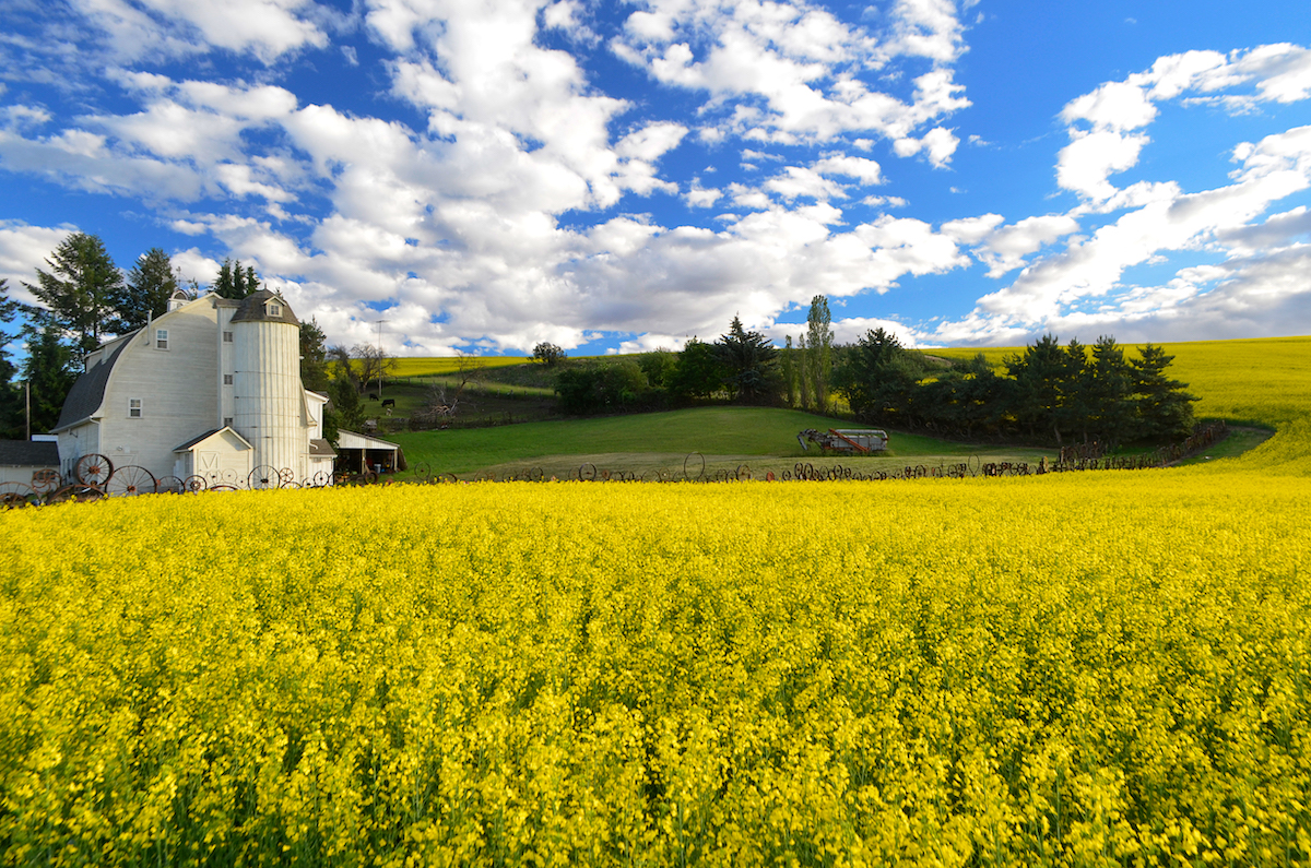 Bright Yellow Canola