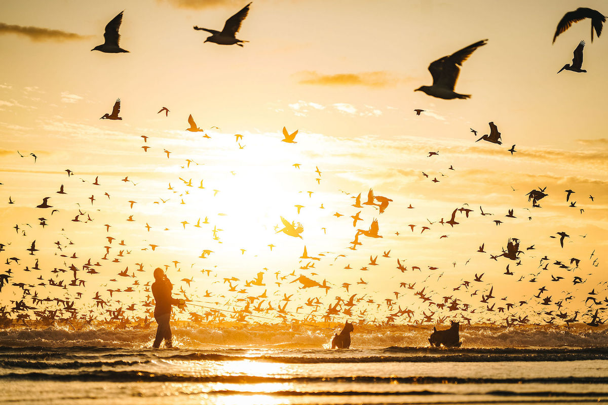 Birding in Westport