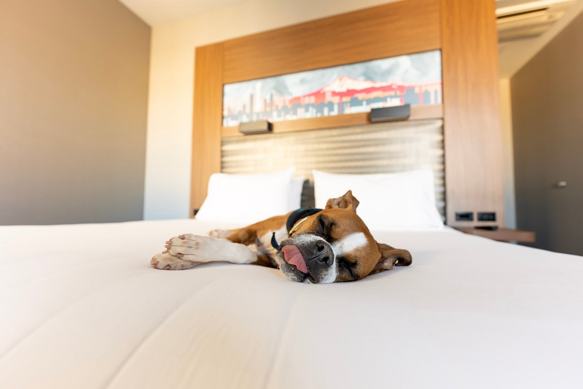 Aloft Hotel Dog