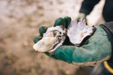 Brady's Oysters