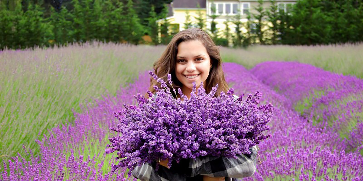 Lavender Essential Oil  B&B Family Lavender Farm