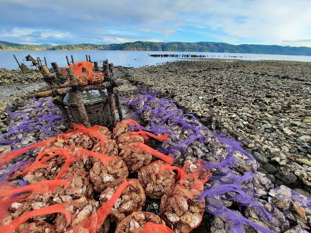 Olympic Oyster Co