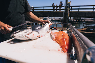 No boat bottomfish: Jetty fishing on the Washington Coast