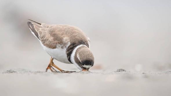 Birding in Westport