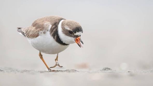 Birding in Westport