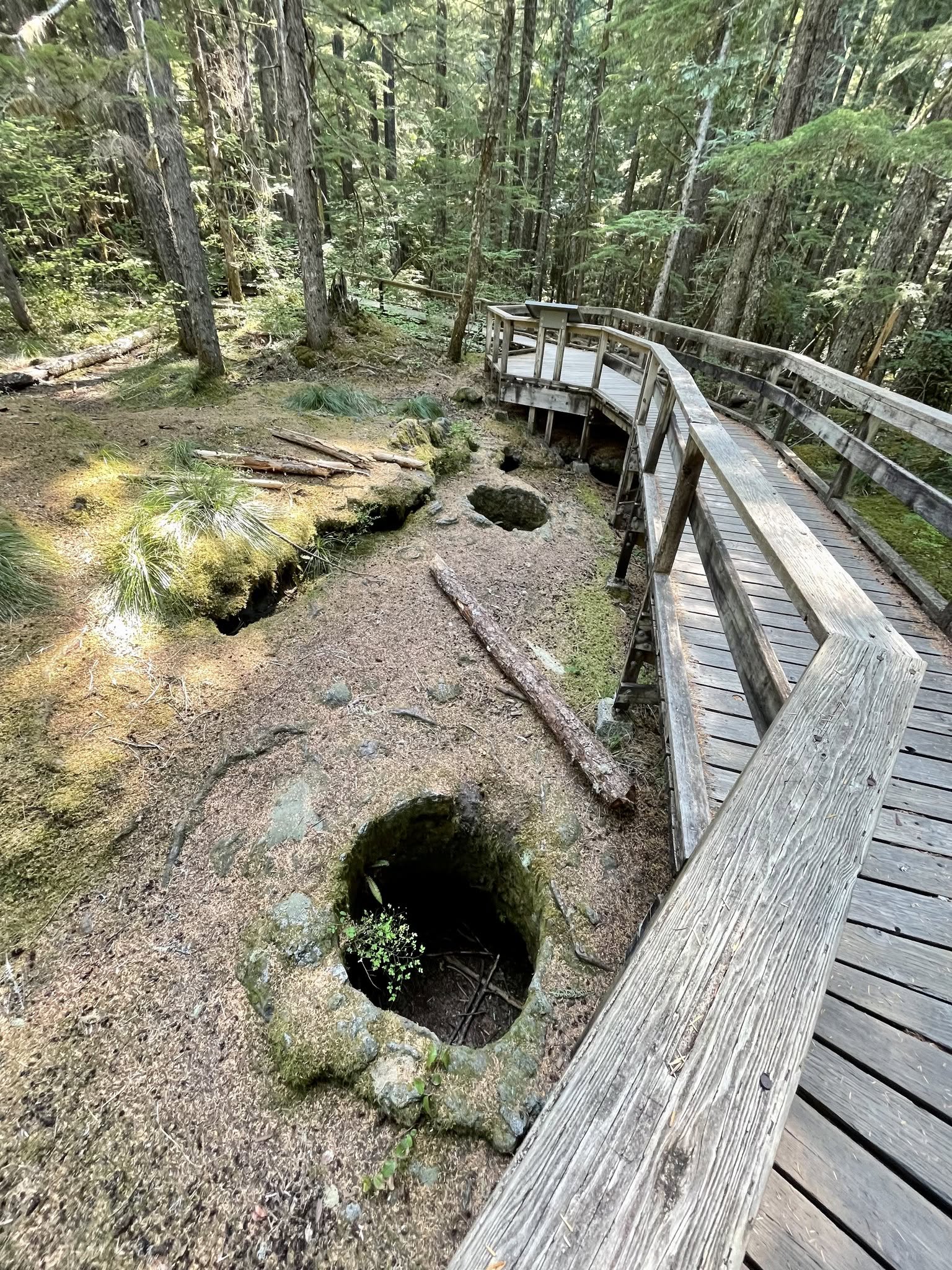 Trail of Two Forests