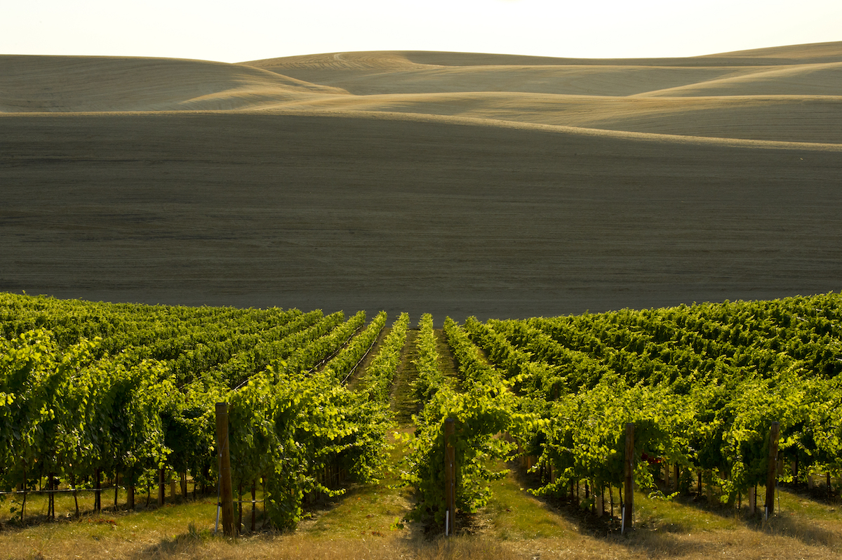 Walla Walla Vineyard