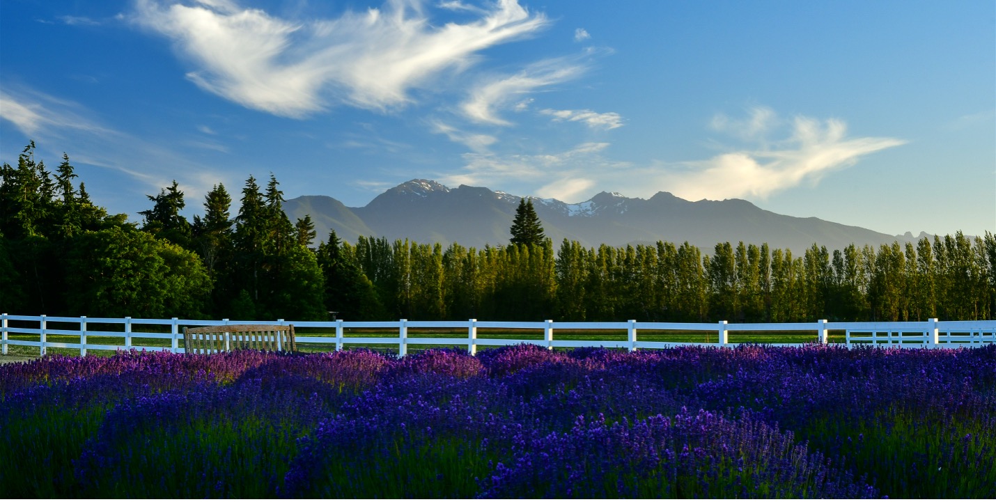 Washington Lavender