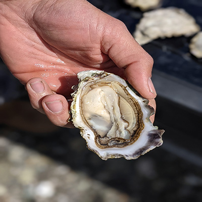 Olympic Oyster Co.