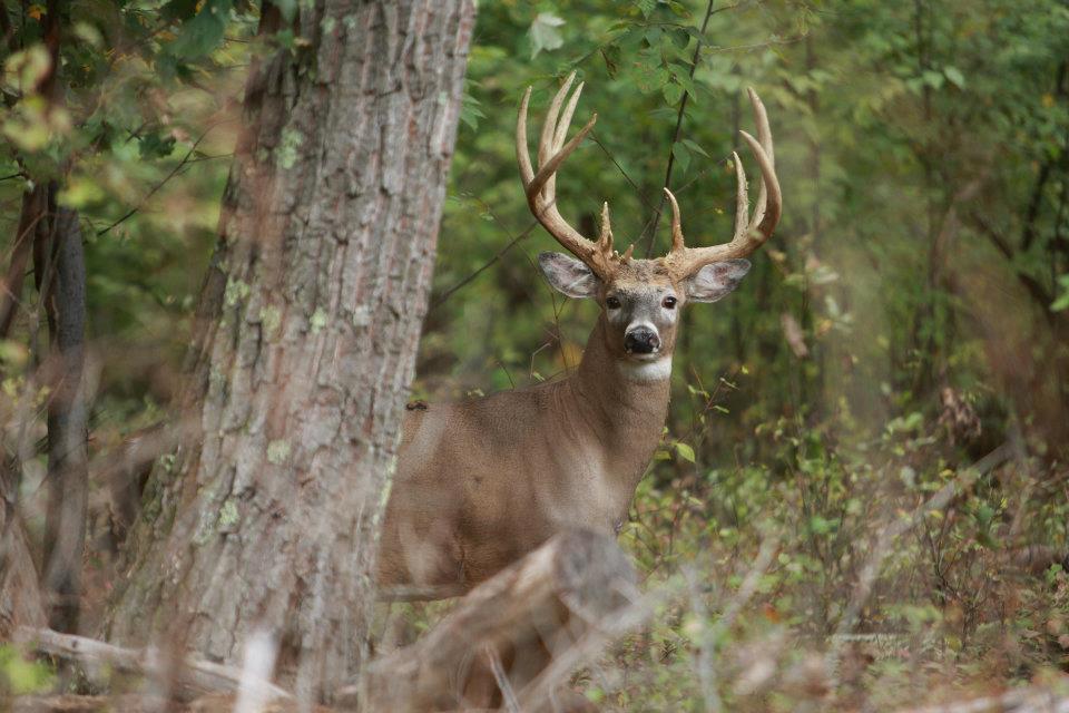 Deer Haven Lodges