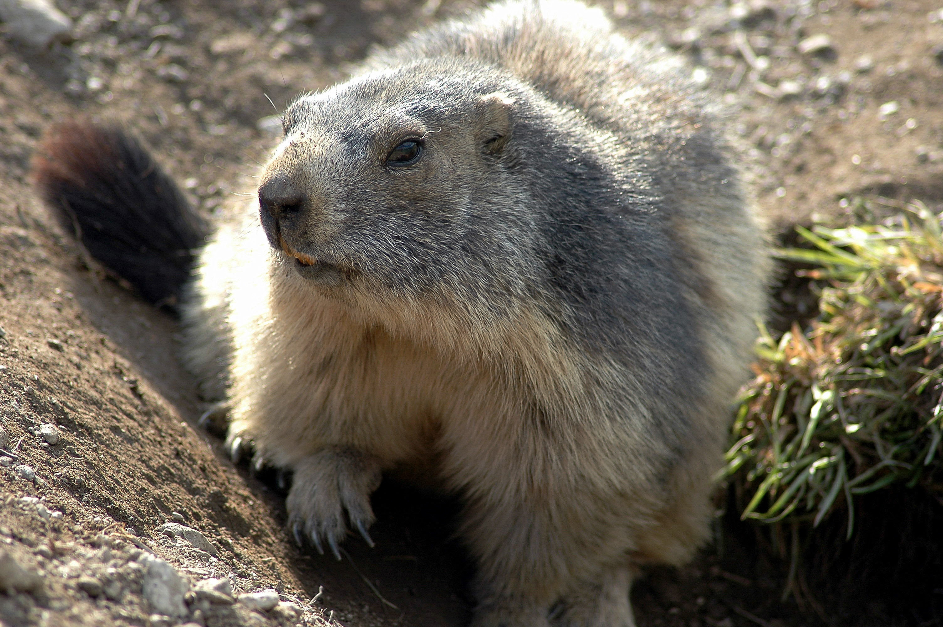 animal and wildlife viewing in washington state