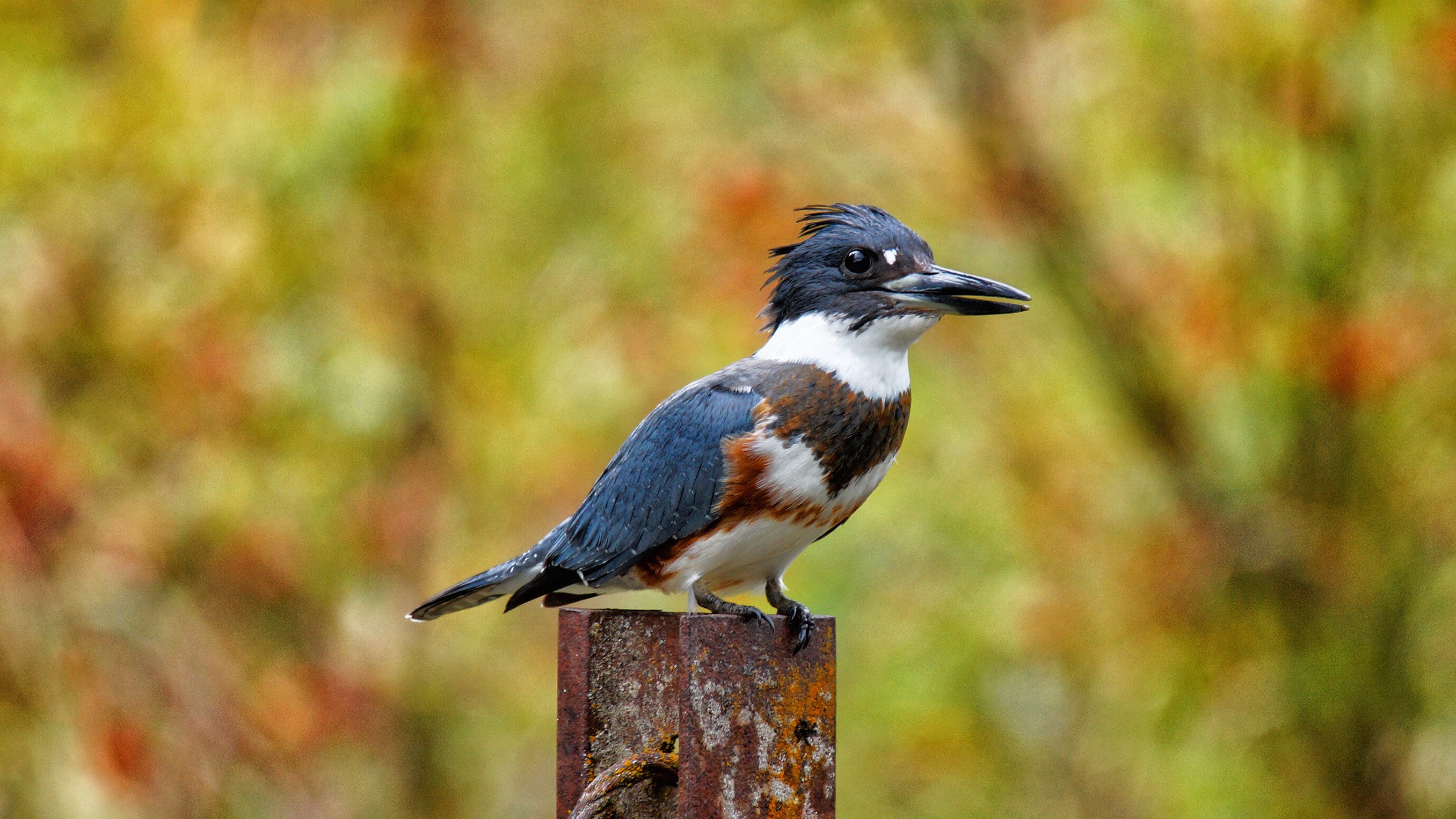 Wildlife Viewing In Okanogan County