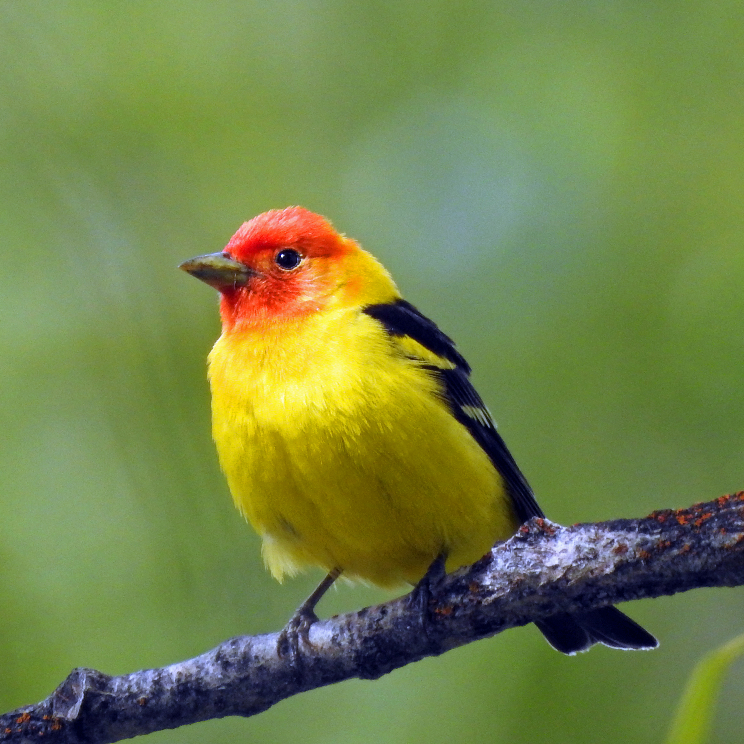Tanger Birds