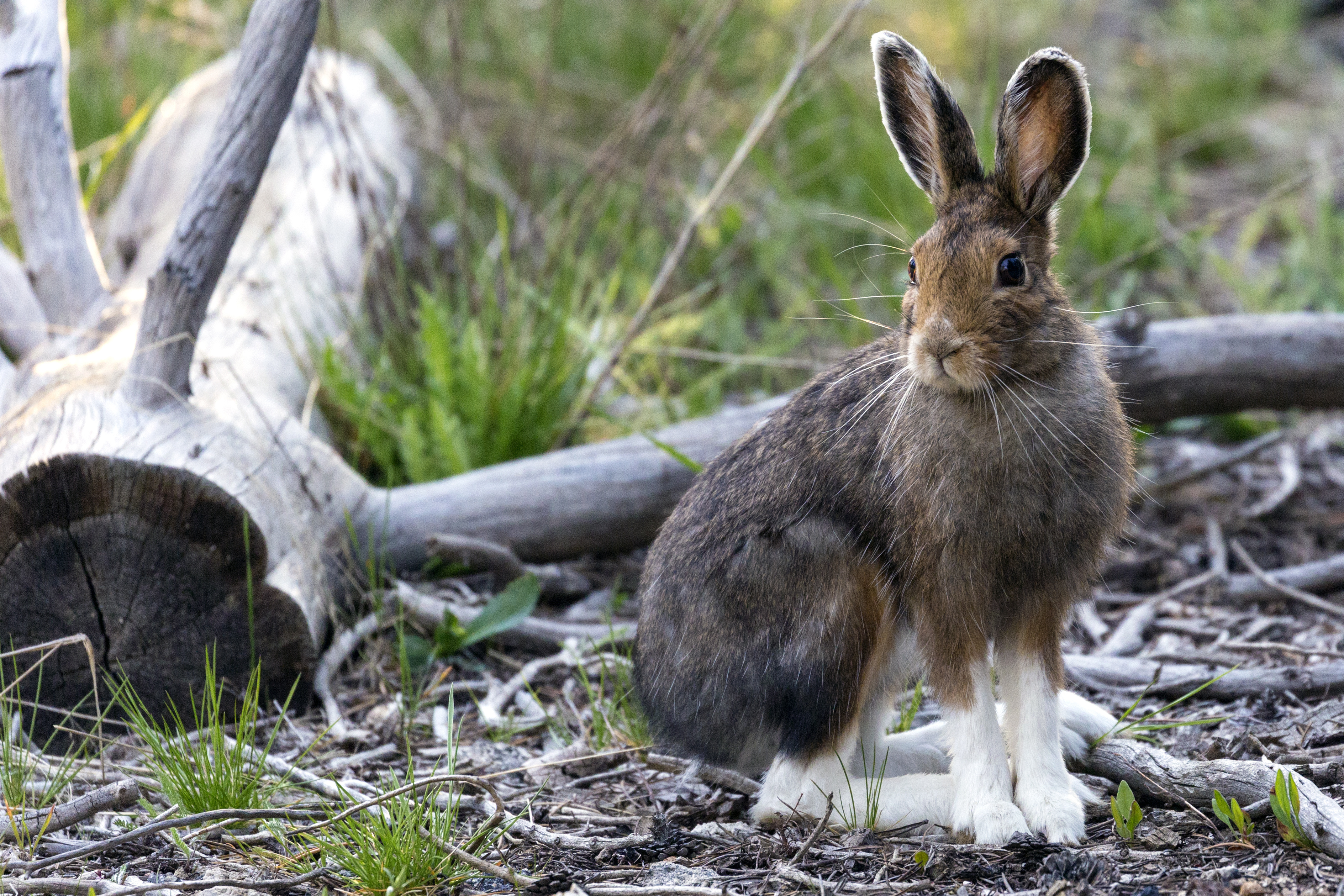 Animals in Okanogan COuntry