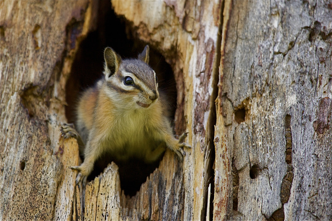 Wildlife Viewing In Okanogan County