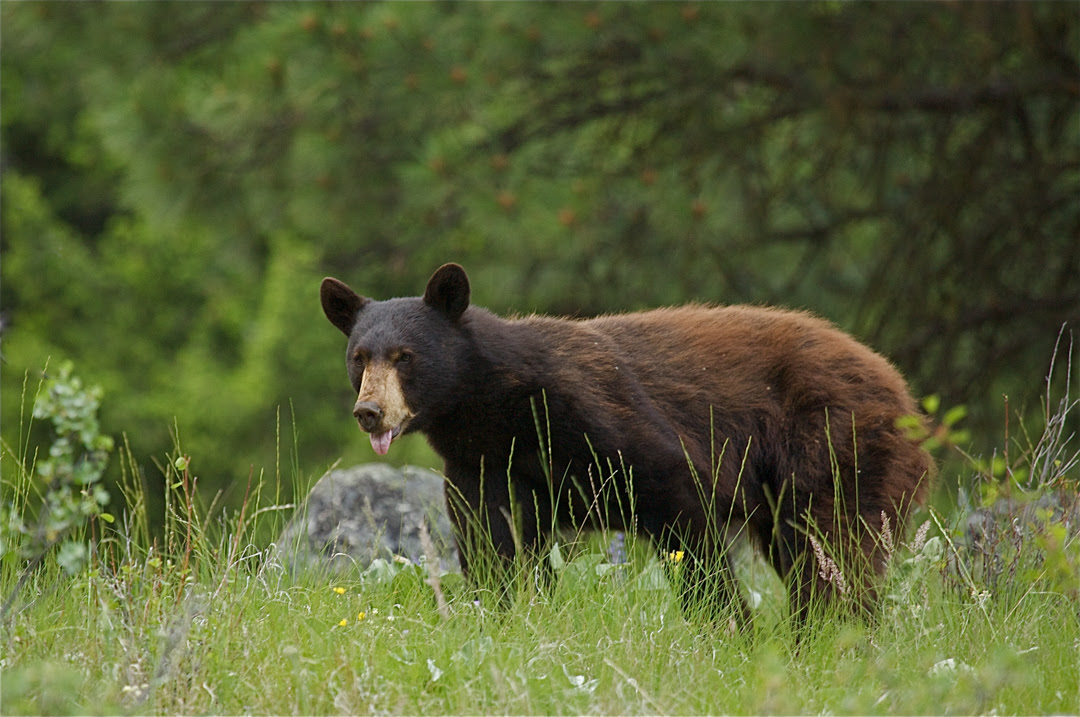 Wildlife Viewing and Photography in Okanogan County