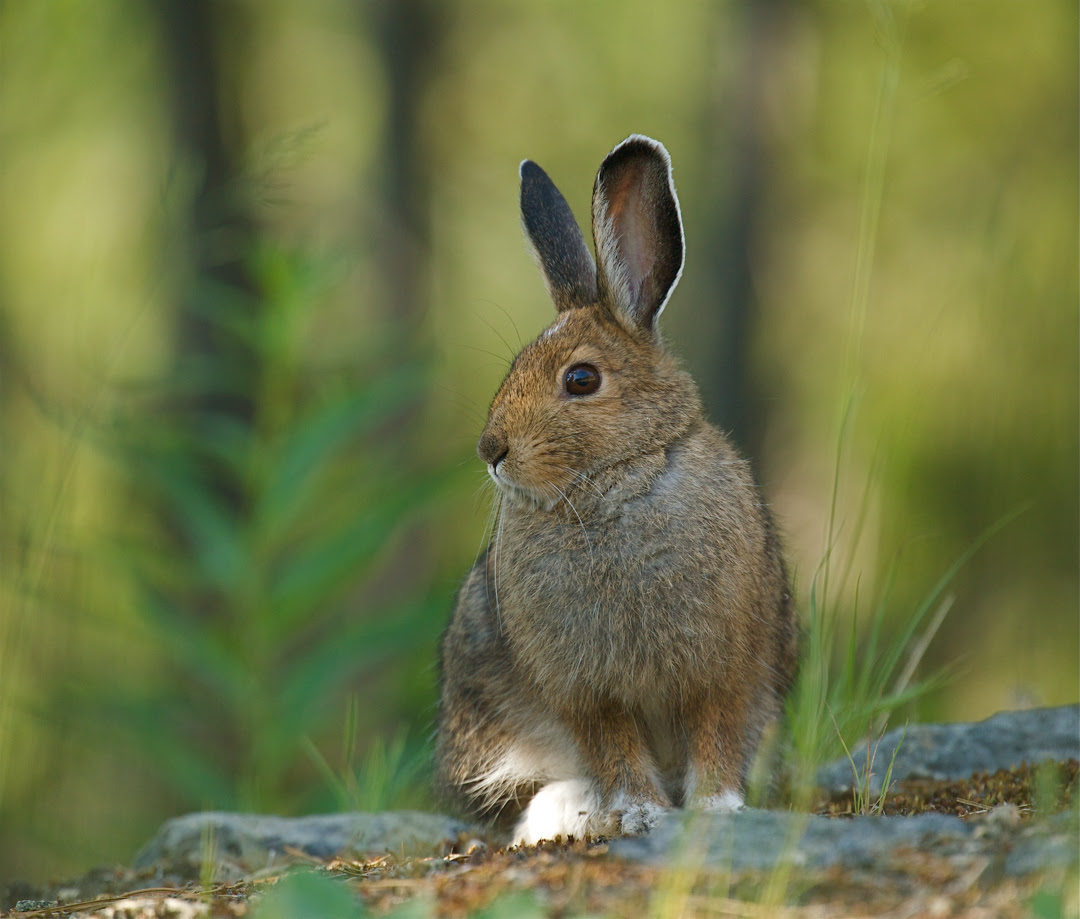 animal and wildlife viewing in washington state